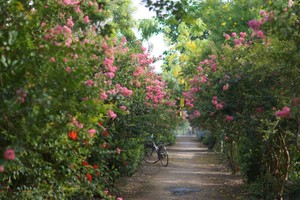 越南最美丽的蔷薇之路。