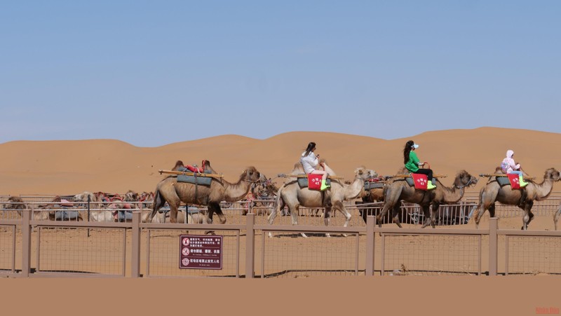 在腾格里沙漠体验骑骆驼。