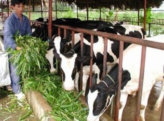 附图：奶牛养殖是河内市巴维县主要生产方向之一。