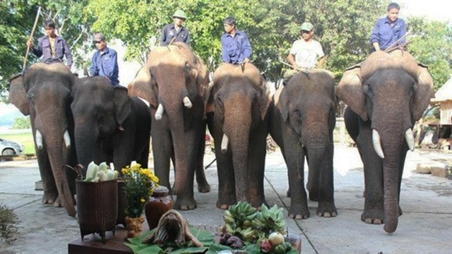 游客对颇具本土文化特色的莫农族祈求大象健康仪式印象深刻。