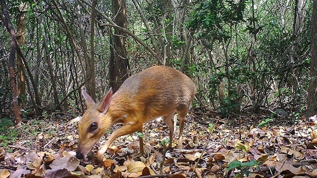 越南银背鼷鹿曾被列入全球野生动物保护组织（GWC）25种疑似已灭绝的珍惜动物名单。