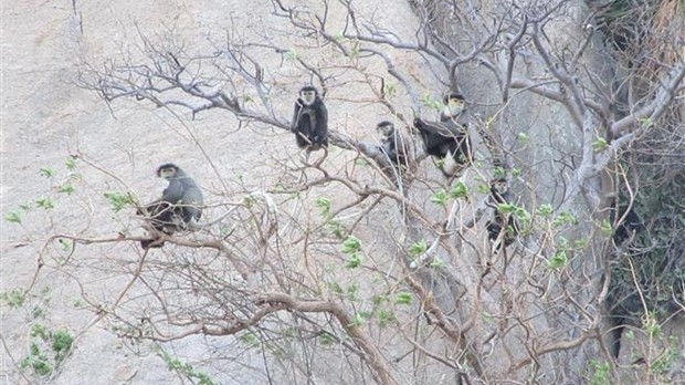 大量珍贵叶猴在宁顺省海岸森林出现。（图片来源：越通社）