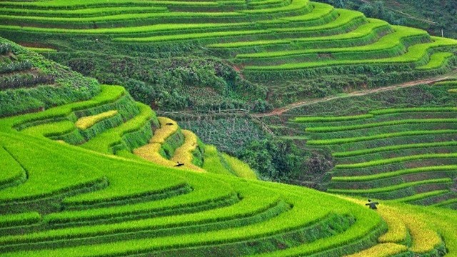 越南沙巴田地之美。（图片来源：《TripstoDiscover》）