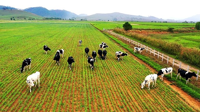 图为越南乳制品股份公司在老挝川圹高原投资的奶牛场。