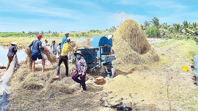 白东海乡农民收割稻米。