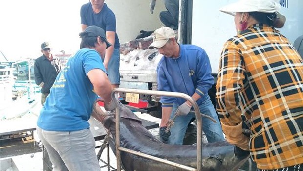 庆和省渔民年底金枪鱼大丰收。