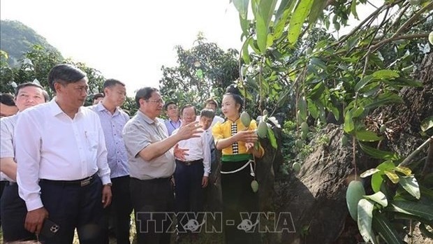 范明正总理视察山罗省农业生产模式。（图片来源：越通社）