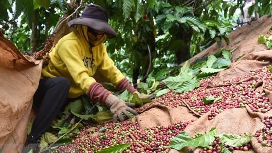 附图：越南咖啡收获。